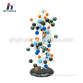 DNA Structure Demonstration Model Biology Model